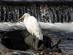 ﾀﾞｲｻｷﾞ02