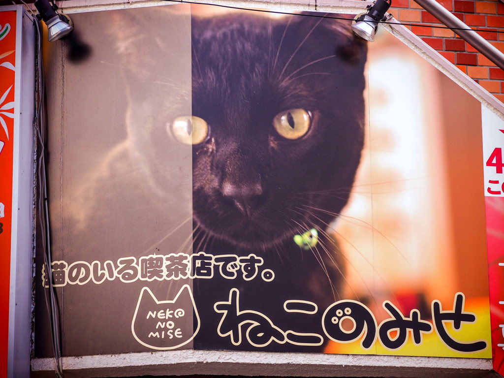 猫喫茶・ねこのみせ1