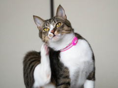 愛猫3