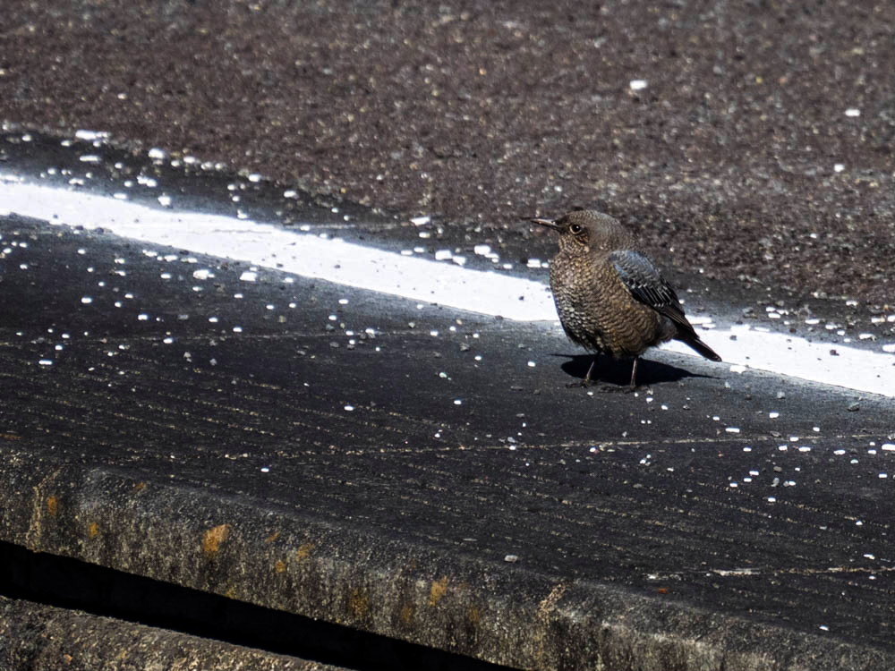 ｲｿﾋﾖﾄﾞﾘ4