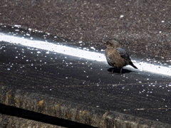 ｲｿﾋﾖﾄﾞﾘ4