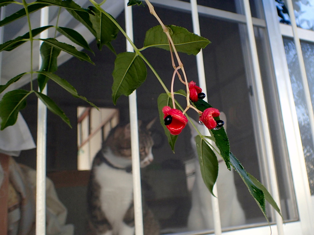 ゴンズイの赤い果実