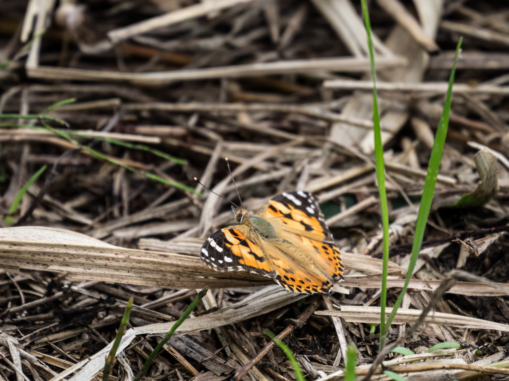 ﾂﾏｸﾞﾛﾋｮｳﾓﾝ蝶
