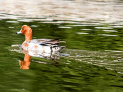 ﾋﾄﾞﾘｶﾞﾓ2