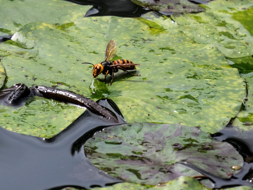 ｵｵｽｽﾞﾒﾊﾞﾁ