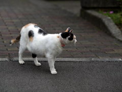 野良猫