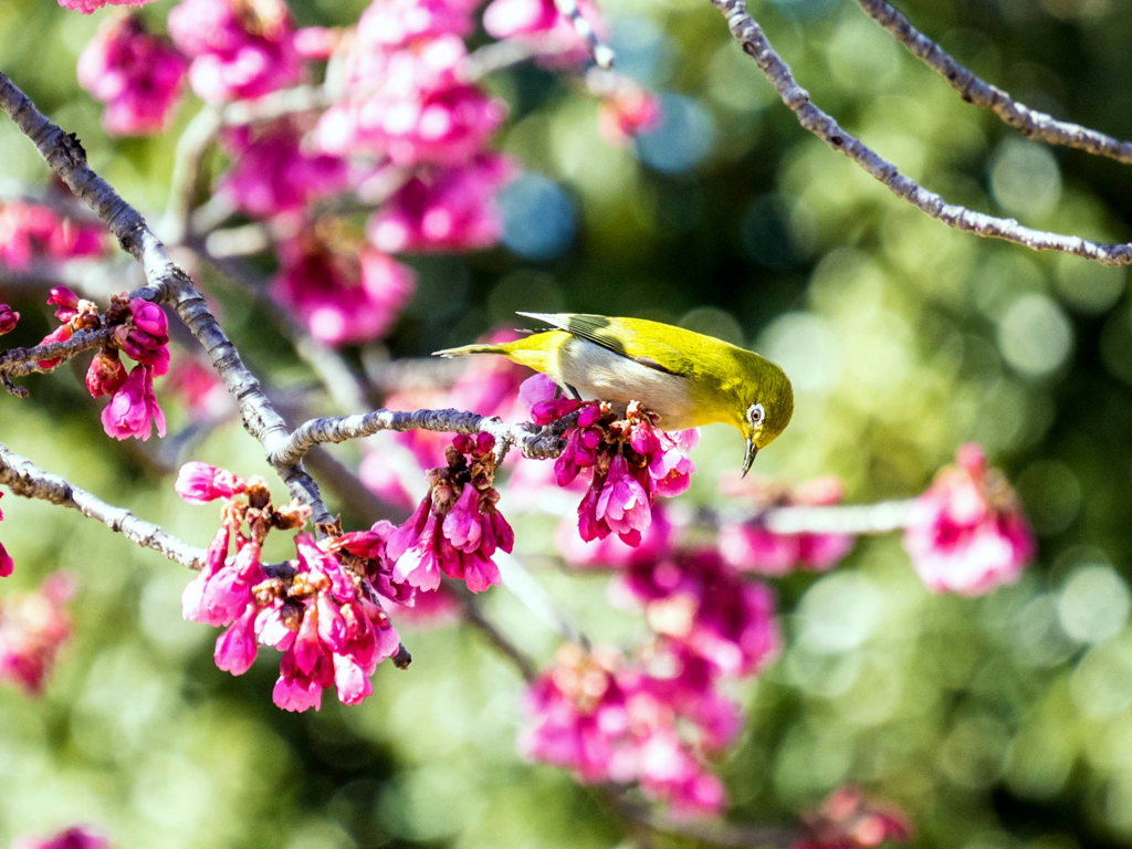 寒桜メジロ1