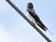 ツバメ2