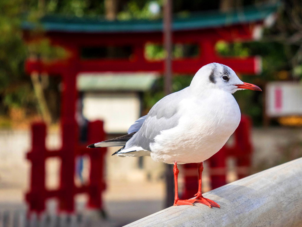 ユリカモメ