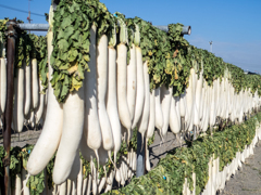 三浦大根干し8