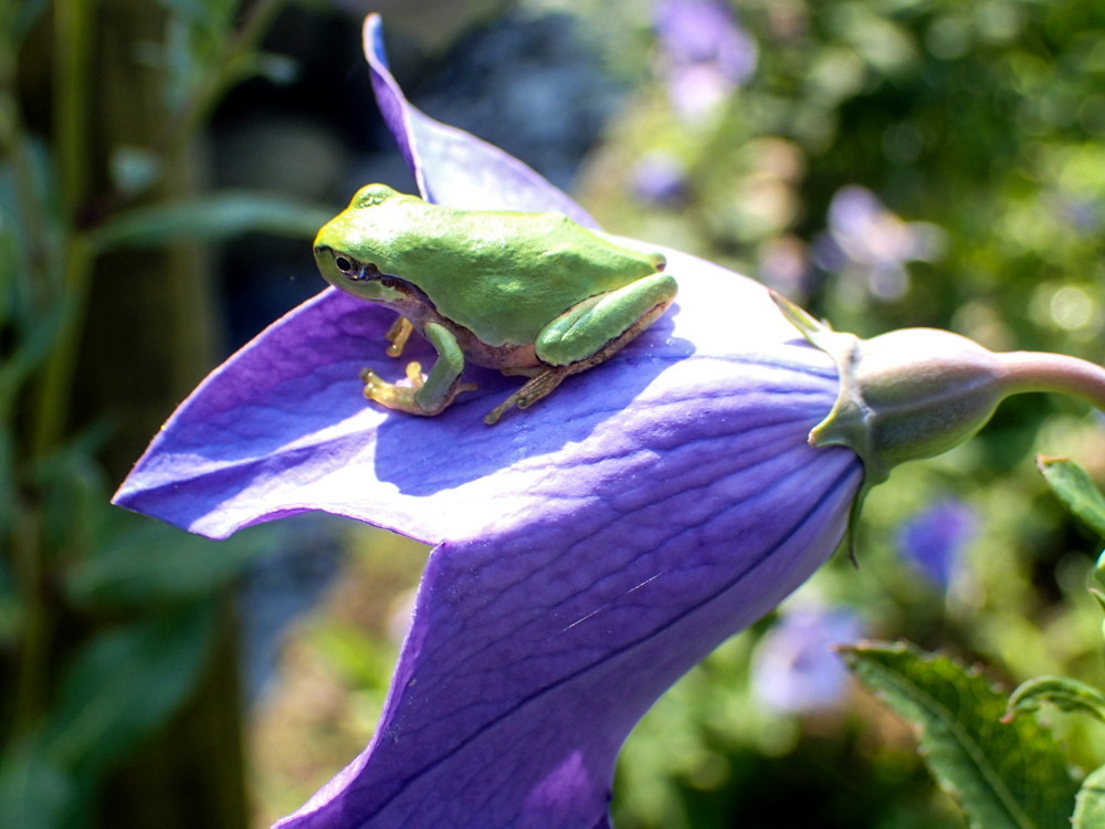 ｱﾏｶﾞｴﾙ12