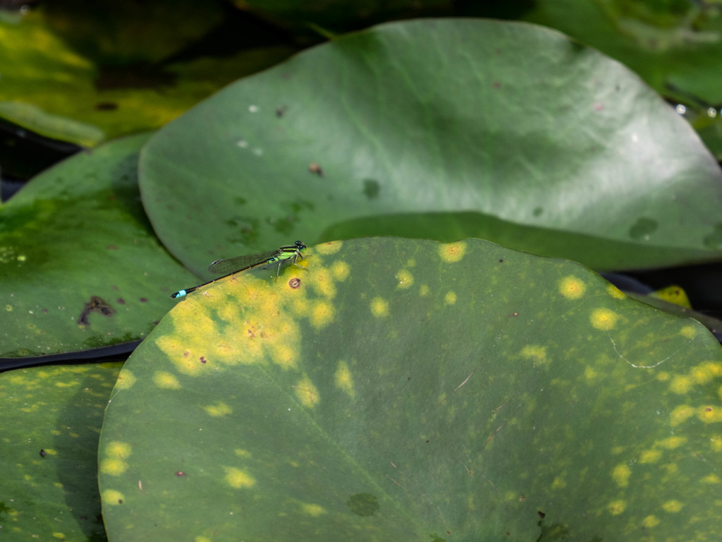 ｱｵﾓﾝｲﾄﾄﾝﾎﾞ