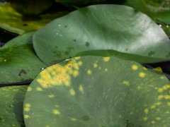 ｱｵﾓﾝｲﾄﾄﾝﾎﾞ