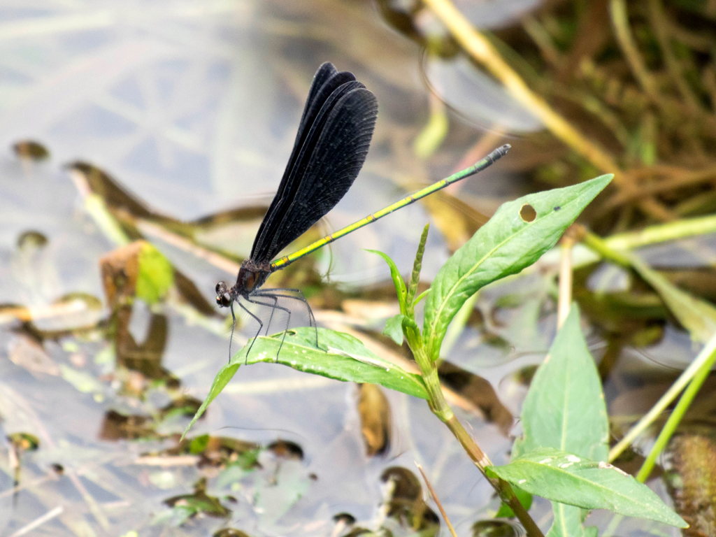 ﾊｸﾞﾛﾄﾝﾎﾞ