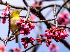 寒桜メジロ6