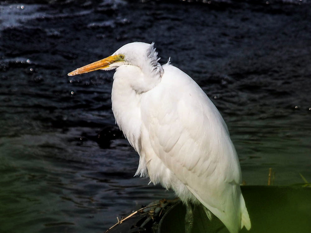 ﾀﾞｲｻｷﾞ01