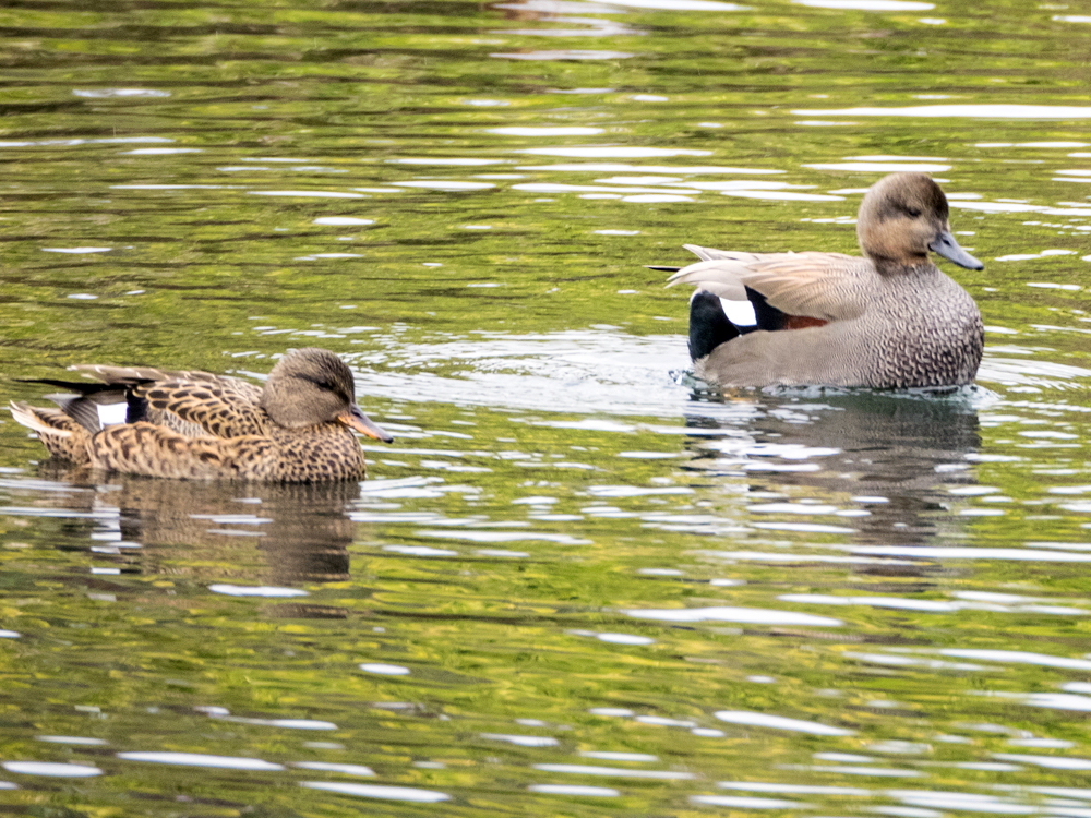 ｵｶﾖｼｶﾞﾓ
