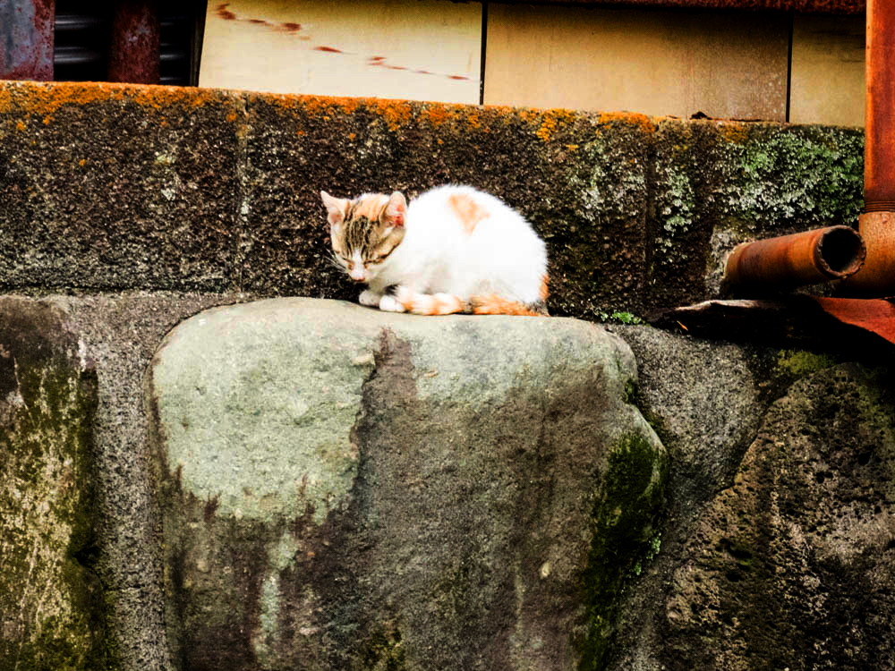 野良猫