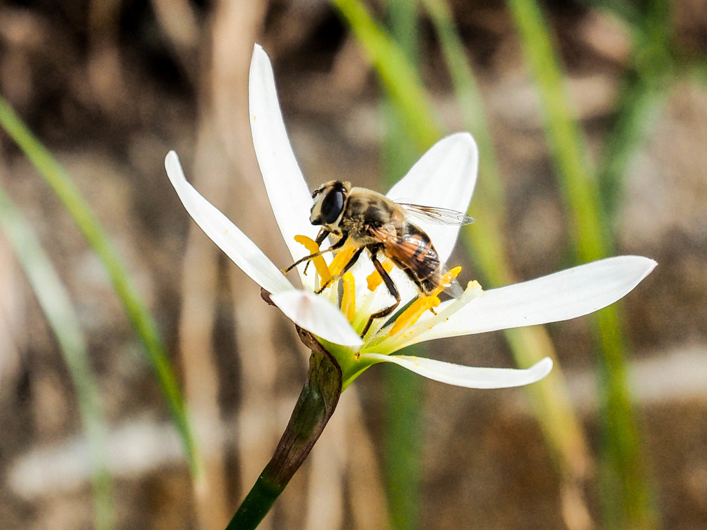 ｾﾞﾌｲﾗﾝｻｽ