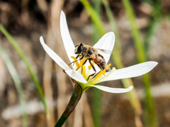 ｾﾞﾌｲﾗﾝｻｽ