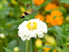 ｵｵｽｶｼﾊﾞ8