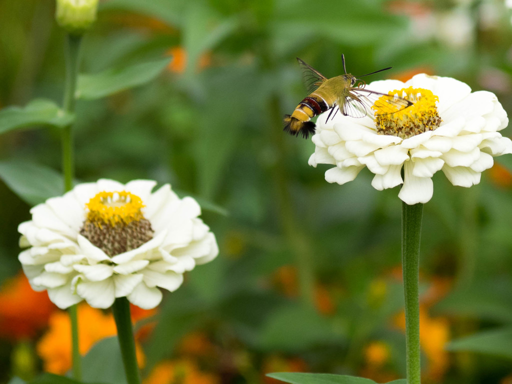 ｵｵｽｶｼﾊﾞ6