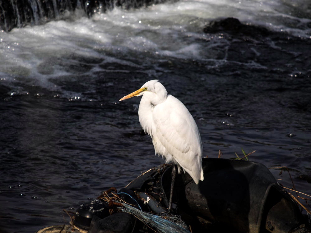 ﾀﾞｲｻｷﾞ03