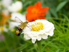 ｵｵｽｶｼﾊﾞ4