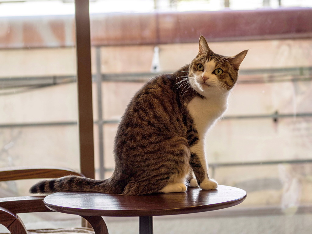 猫喫茶・ねこのみせ5