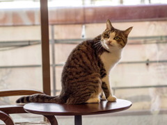 猫喫茶・ねこのみせ5