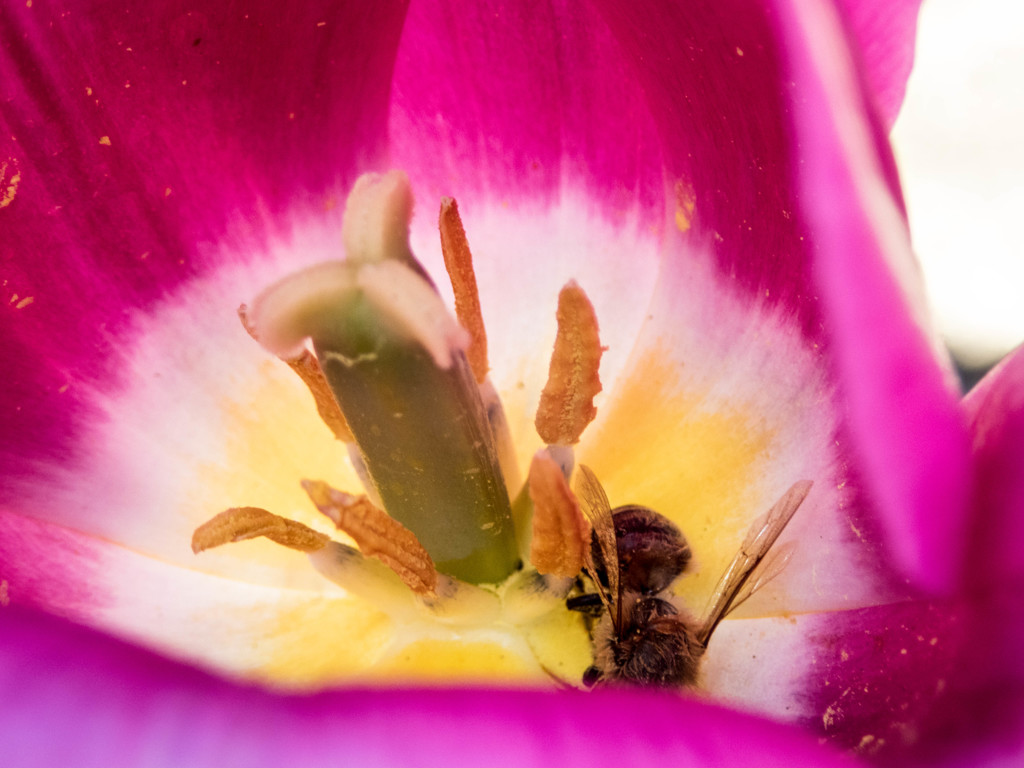 花菜ｶﾞｰﾃﾞﾝ7