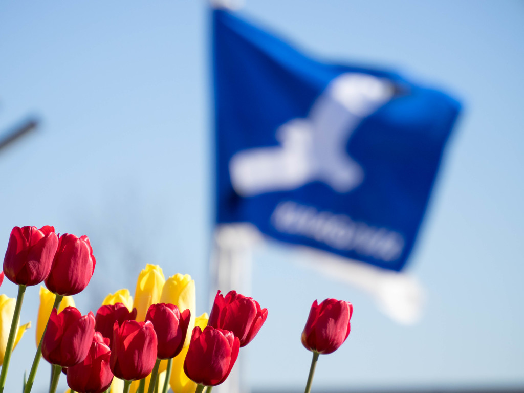 花菜ｶﾞｰﾃﾞﾝ1