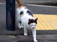 野良猫