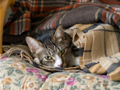 愛猫4