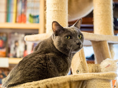 猫喫茶・ねこのみせ3