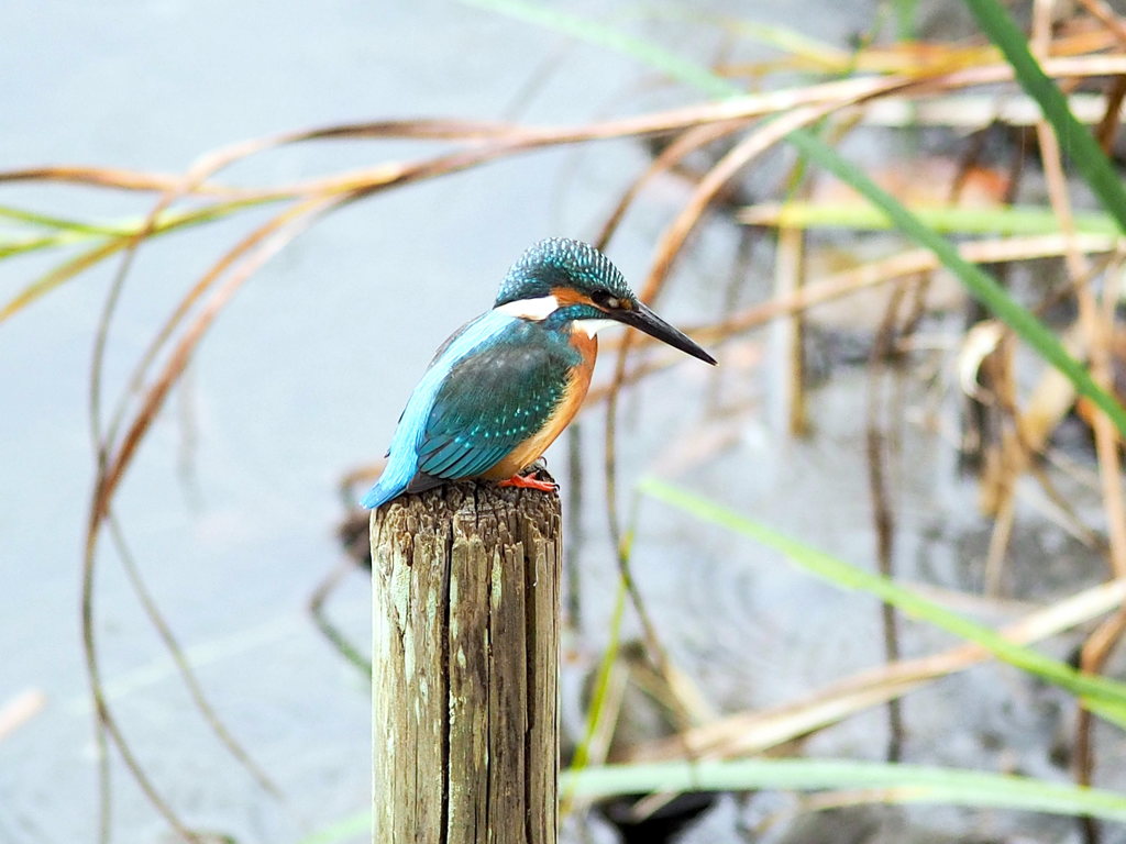 ｶﾜｾﾐ5