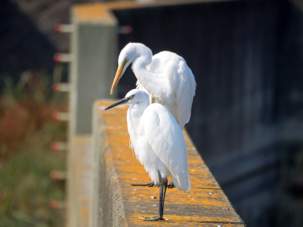 ﾀﾞｲｻｷﾞ03