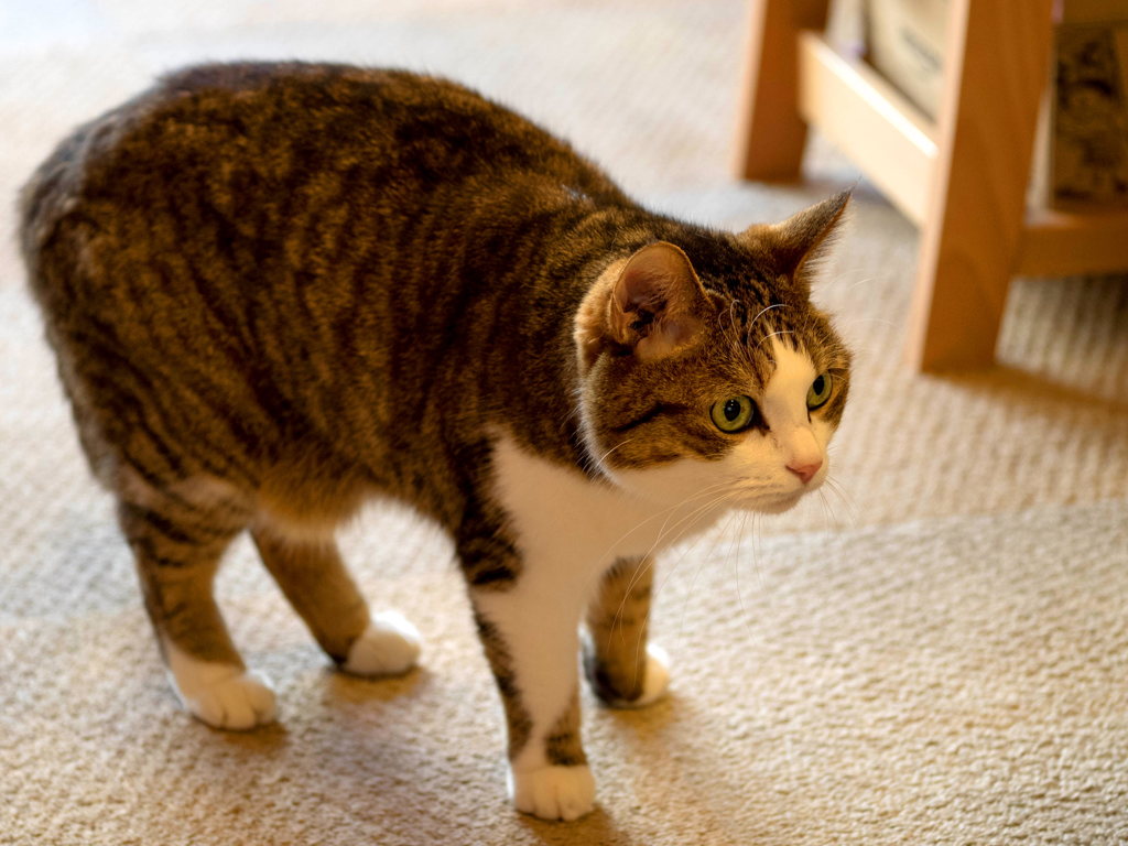 猫喫茶・ねこのみせ8