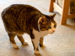 猫喫茶・ねこのみせ8