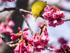 寒桜メジロ9