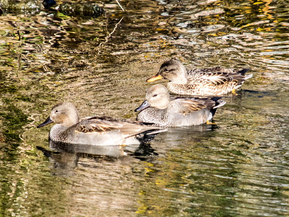 ｵｶﾖｼｶﾞﾓ