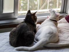 美々ちゃんの欠伸