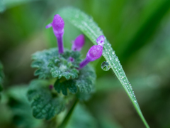雨滴とﾋﾒｵﾄﾞﾘｺｿｳ