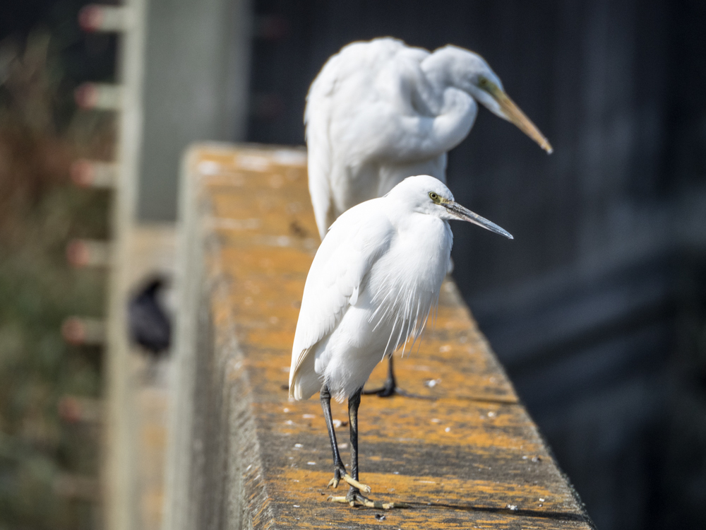 ﾀﾞｲｻｷﾞ02