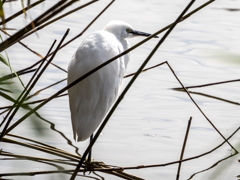 ﾀﾞｲｻｷﾞ01