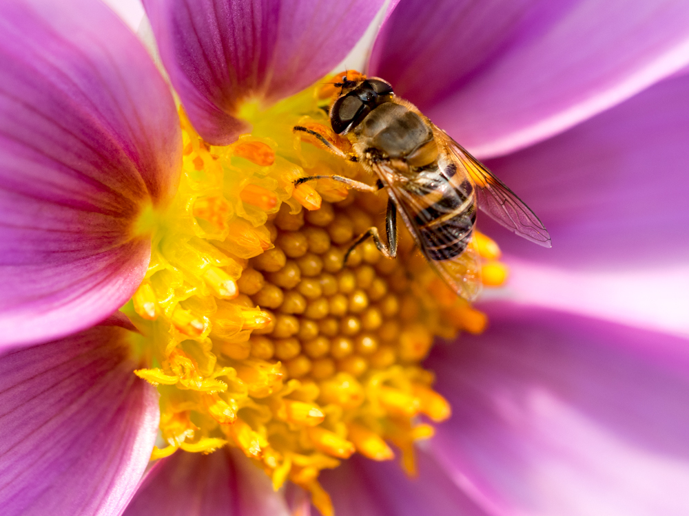 皇帝ダリアに・・・