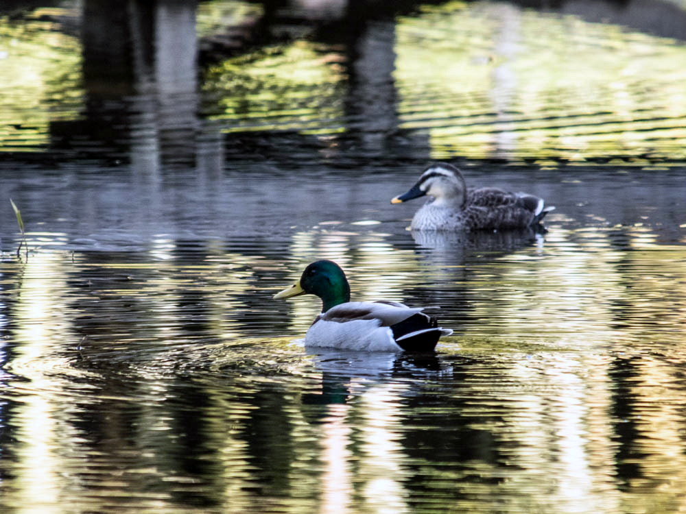ﾏｶﾞﾓとｶﾙｶﾞﾓ1