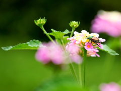 花とｶﾅﾌﾞﾝ1