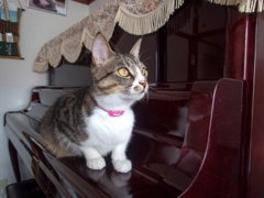愛猫1
