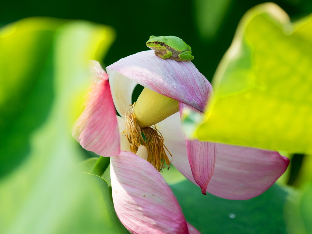 ｱﾏｶﾞｴﾙ14